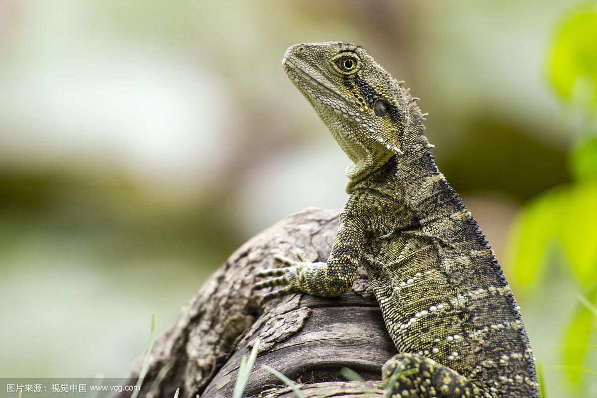 魔力宝贝水龙蜥攻略水龙蜥加点技巧