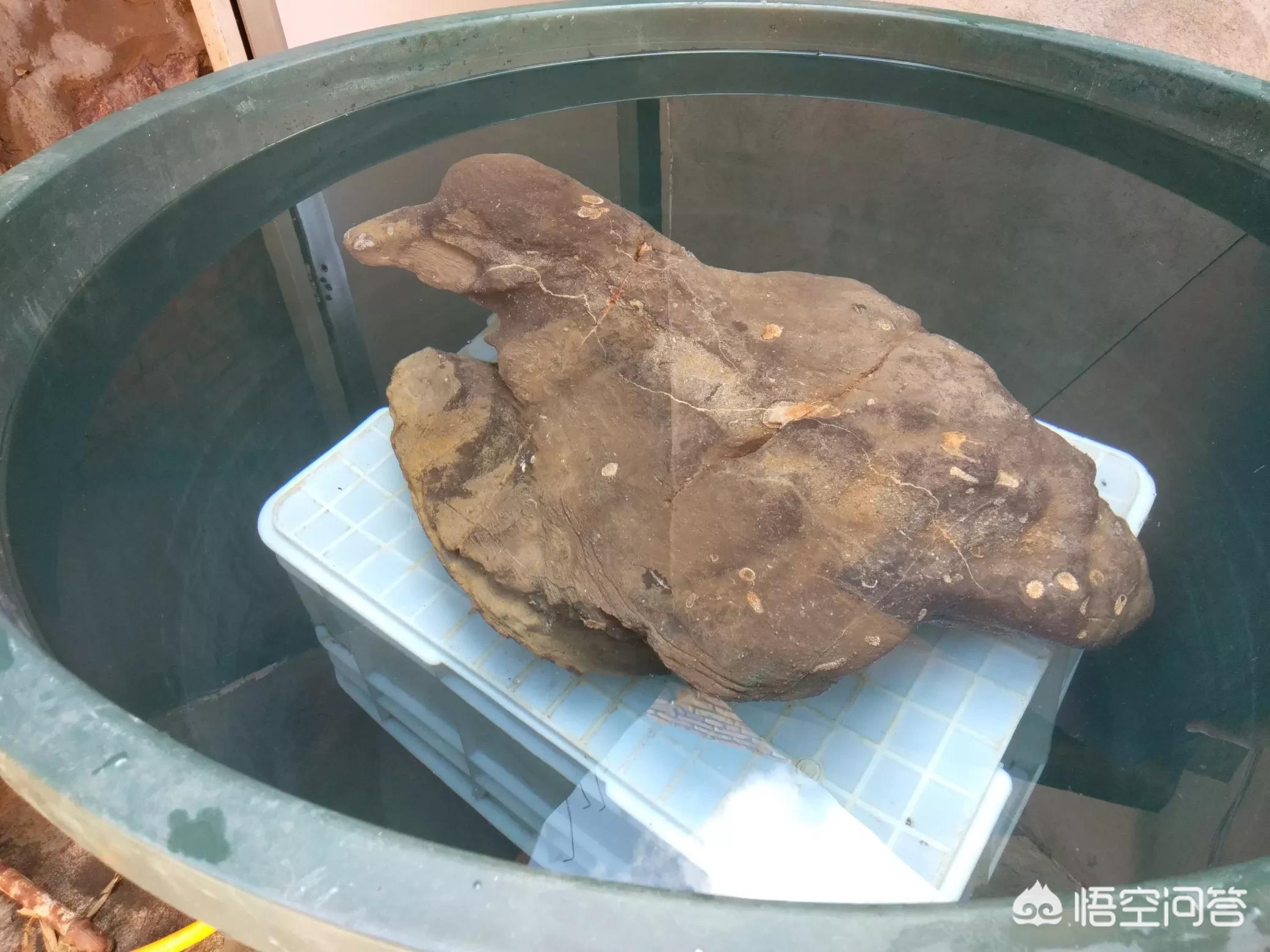 魔力百科职业搭配技巧 打造最强战斗组合